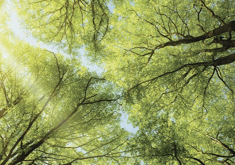 Forêt illustration FORECIAL 3